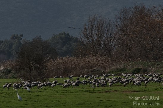 Hula_Valley_winter_Israel_Landscape_Photography_060_Canon_EOS_7D.JPG