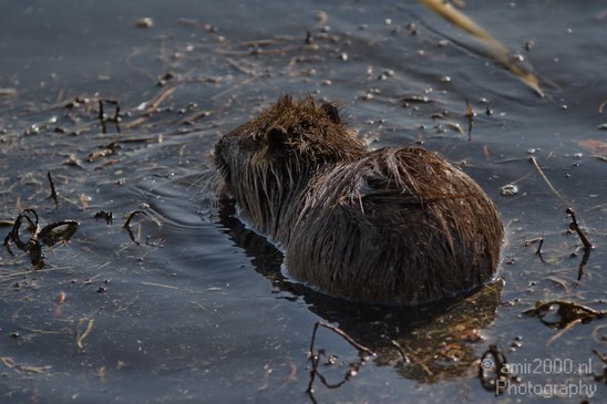 Hula_Valley_winter_Israel_Landscape_Photography_065_Canon_EOS_7D.JPG