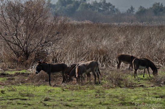 Hula_Valley_winter_Israel_Landscape_Photography_069_Canon_EOS_7D.JPG