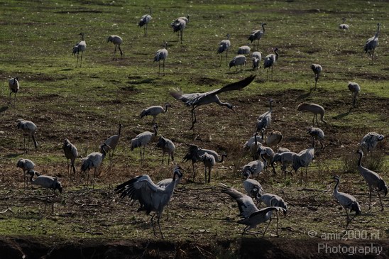 Hula_Valley_winter_Israel_Landscape_Photography_070_Canon_EOS_7D.JPG