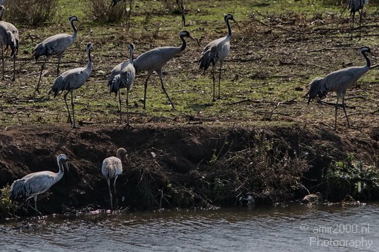 Hula_Valley_winter_Israel_Landscape_Photography_072_Canon_EOS_7D.JPG