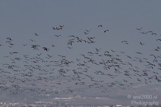 Hula_Valley_winter_Israel_Landscape_Photography_078_Canon_EOS_7D.JPG