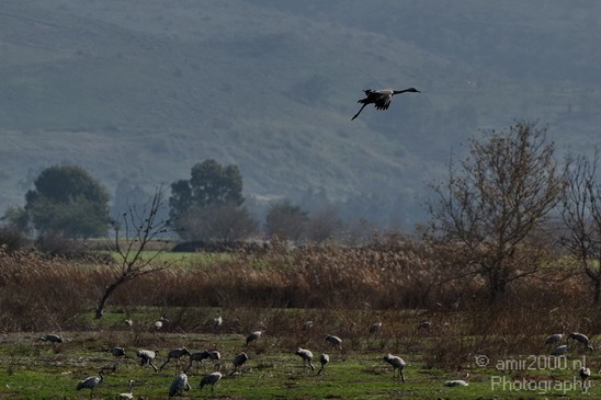 Hula_Valley_winter_Israel_Landscape_Photography_079_Canon_EOS_7D.JPG
