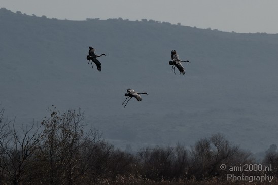 Hula_Valley_winter_Israel_Landscape_Photography_081_Canon_EOS_7D.JPG