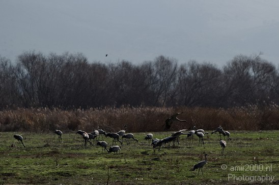 Hula_Valley_winter_Israel_Landscape_Photography_082_Canon_EOS_7D.JPG