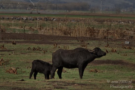 Hula_Valley_winter_Israel_Landscape_Photography_083_Canon_EOS_7D.JPG