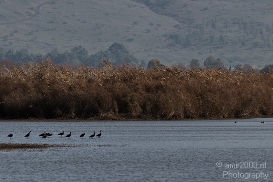Hula_Valley_winter_Israel_Landscape_Photography_088_Canon_EOS_7D.JPG