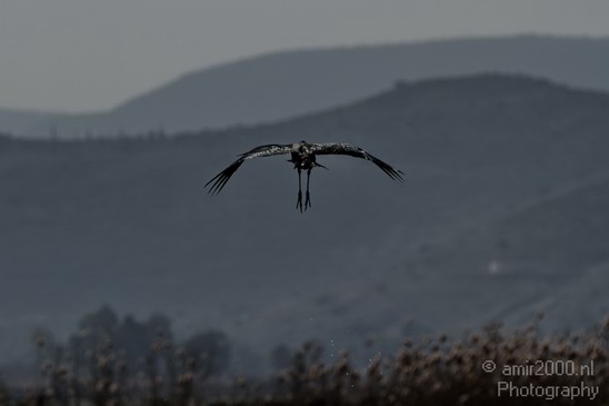 Hula_Valley_winter_Israel_Landscape_Photography_092_Canon_EOS_7D.JPG