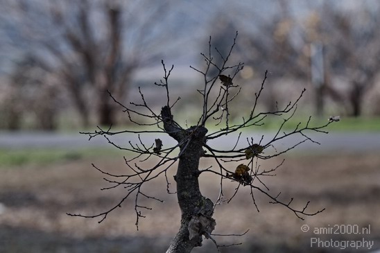 Hula_Valley_winter_Israel_Landscape_Photography_095_Canon_EOS_7D.JPG