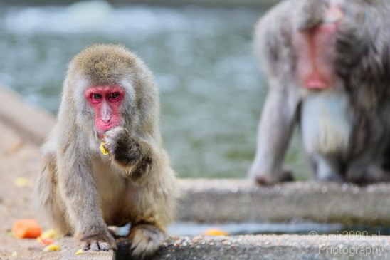 Japanese_macaque_Artis_nature_Landscape_Photography_001_Canon_EOS_5D_Mark_IV.JPG