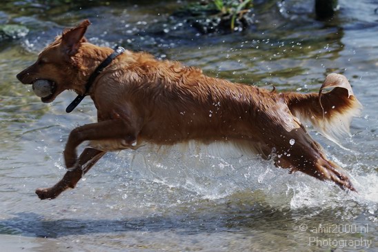 Jumping_dog_Landscape_Photography_001_Canon_EOS_7D.JPG