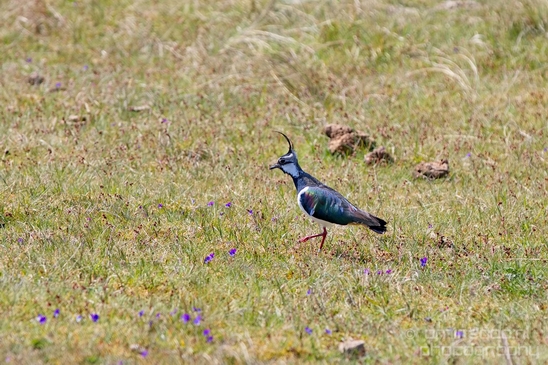 Kievit_Northern_lapwing_Dutch_birds_nature_Photography_001_Canon_EOS_5D_Mark_IV.JPG