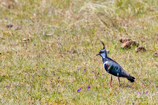 Kievit_Northern_lapwing_Dutch_birds_nature_Photography_002_Canon_EOS_5D_Mark_IV.JPG