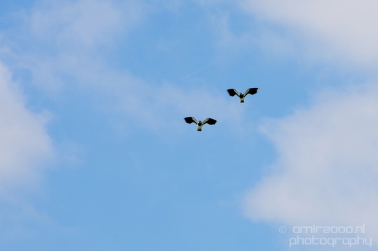 Kievit_Northern_lapwing_Dutch_birds_nature_Photography_003_Canon_EOS_5D_Mark_IV.JPG