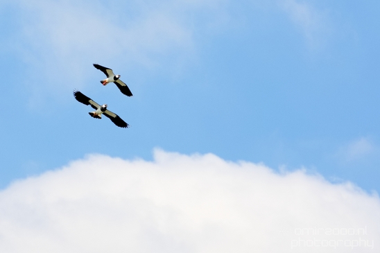 Kievit_Northern_lapwing_Dutch_birds_nature_Photography_004_Canon_EOS_5D_Mark_IV.JPG