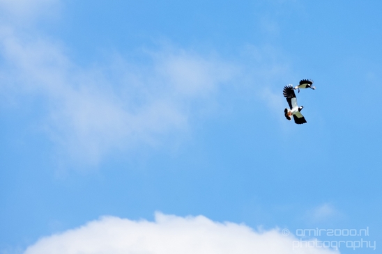 Kievit_Northern_lapwing_Dutch_birds_nature_Photography_005_Canon_EOS_5D_Mark_IV.JPG