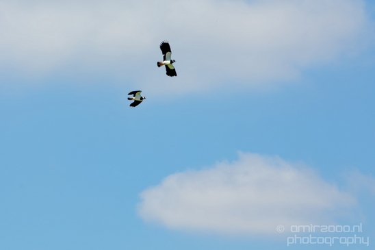 Kievit_Northern_lapwing_Dutch_birds_nature_Photography_006_Canon_EOS_5D_Mark_IV.JPG