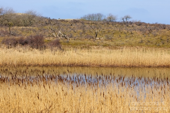 Landscape_Amsterdamse_Waterleidingduinen_nature_Amsterdam_Netherlands_Photography_012_Canon_EOS_5D_Mark_IV.JPG