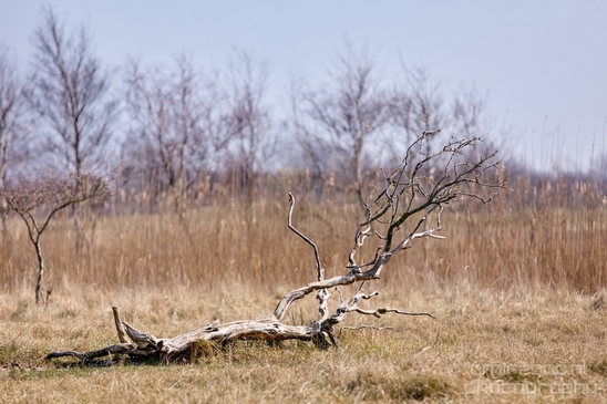 Landscape_Amsterdamse_Waterleidingduinen_nature_Amsterdam_Netherlands_Photography_013_Canon_EOS_5D_Mark_IV.JPG