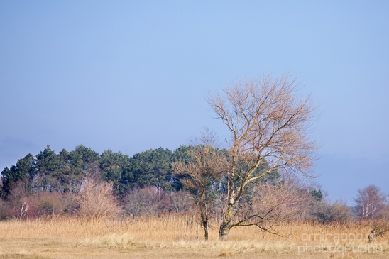 Landscape_Amsterdamse_Waterleidingduinen_nature_Amsterdam_Netherlands_Photography_014_Canon_EOS_5D_Mark_IV.JPG