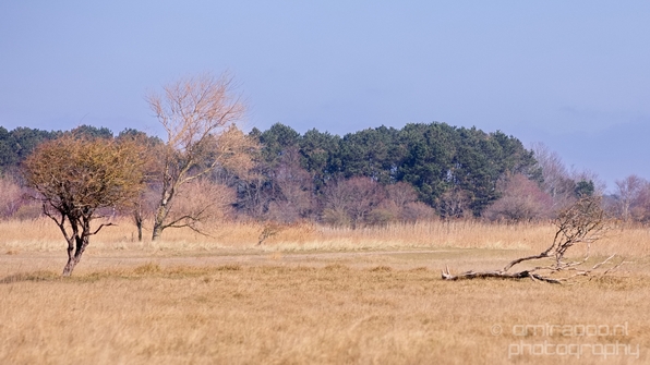 Landscape_Amsterdamse_Waterleidingduinen_nature_Amsterdam_Netherlands_Photography_015_Canon_EOS_5D_Mark_IV.JPG