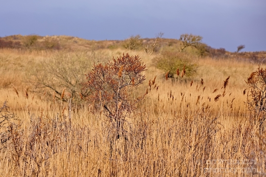 Landscape_Amsterdamse_Waterleidingduinen_nature_Amsterdam_Netherlands_Photography_016_Canon_EOS_5D_Mark_IV.JPG