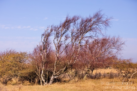 Landscape_Amsterdamse_Waterleidingduinen_nature_Amsterdam_Netherlands_Photography_017_Canon_EOS_5D_Mark_IV.JPG