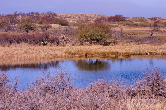 Landscape_Amsterdamse_Waterleidingduinen_nature_Amsterdam_Netherlands_Photography_018_Canon_EOS_5D_Mark_IV.JPG
