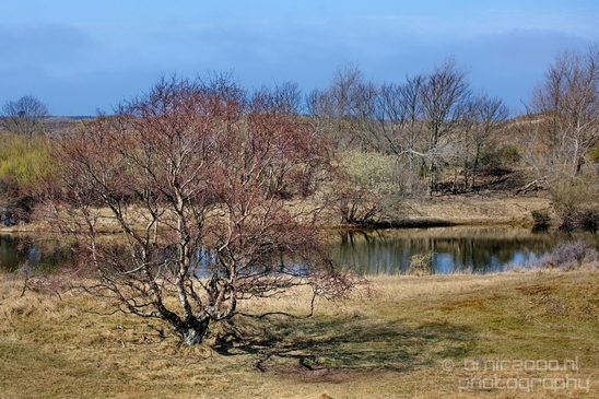 Landscape_Amsterdamse_Waterleidingduinen_nature_Amsterdam_Netherlands_Photography_020_Canon_EOS_5D_Mark_IV.JPG