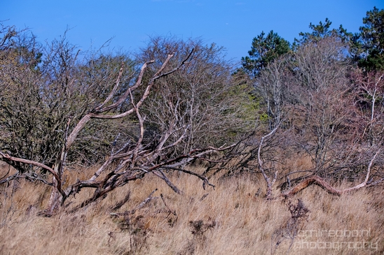 Landscape_Amsterdamse_Waterleidingduinen_nature_Amsterdam_Netherlands_Photography_022_Canon_EOS_5D_Mark_IV.JPG