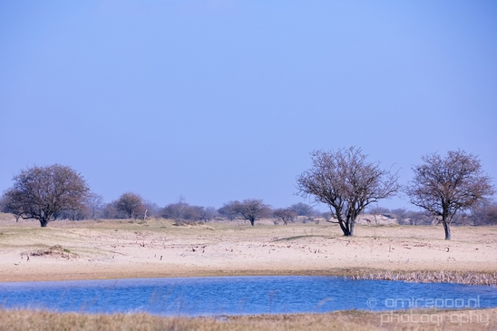 Landscape_Amsterdamse_Waterleidingduinen_nature_Amsterdam_Netherlands_Photography_033_Canon_EOS_5D_Mark_IV.JPG