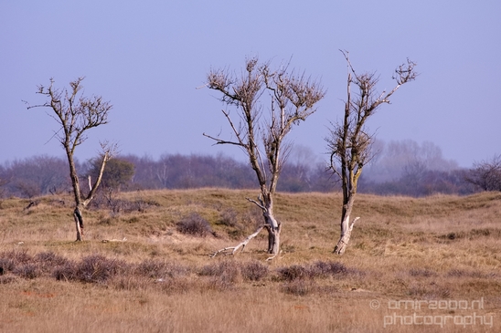 Landscape_Amsterdamse_Waterleidingduinen_nature_Amsterdam_Netherlands_Photography_036_Canon_EOS_5D_Mark_IV.JPG