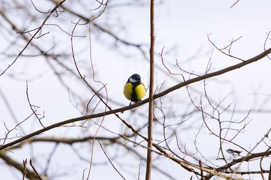 Landscape_Amsterdamse_Waterleidingduinen_nature_Amsterdam_Netherlands_Photography_043_Canon_EOS_5D_Mark_IV.JPG