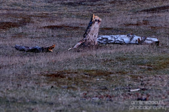 Landscape_Amsterdamse_Waterleidingduinen_nature_Amsterdam_Netherlands_Photography_059_Canon_EOS_5D_Mark_IV.JPG