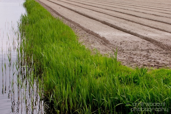 Landscape_Amsterdamse_Waterleidingduinen_nature_Amsterdam_Netherlands_Photography_061_Canon_EOS_5D_Mark_IV.JPG