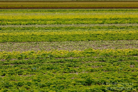 Landscape_Amsterdamse_Waterleidingduinen_nature_Amsterdam_Netherlands_Photography_063_Canon_EOS_5D_Mark_IV.JPG