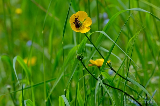 Landscape_Amsterdamse_Waterleidingduinen_nature_Amsterdam_Netherlands_Photography_071_Canon_EOS_5D_Mark_IV.JPG