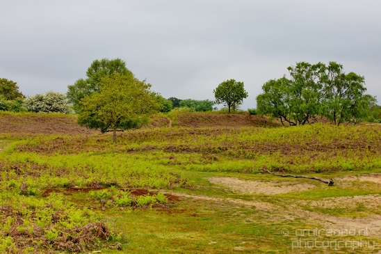 Landscape_Amsterdamse_Waterleidingduinen_nature_Amsterdam_Netherlands_Photography_072_Canon_EOS_5D_Mark_IV.JPG
