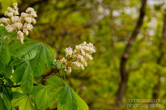 Landscape_Amsterdamse_Waterleidingduinen_nature_Amsterdam_Netherlands_Photography_073_Canon_EOS_5D_Mark_IV.JPG