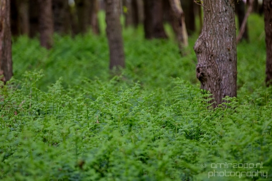 Landscape_Amsterdamse_Waterleidingduinen_nature_Amsterdam_Netherlands_Photography_074_Canon_EOS_5D_Mark_IV.JPG