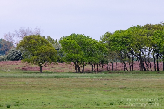 Landscape_Amsterdamse_Waterleidingduinen_nature_Amsterdam_Netherlands_Photography_075_Canon_EOS_5D_Mark_IV.JPG