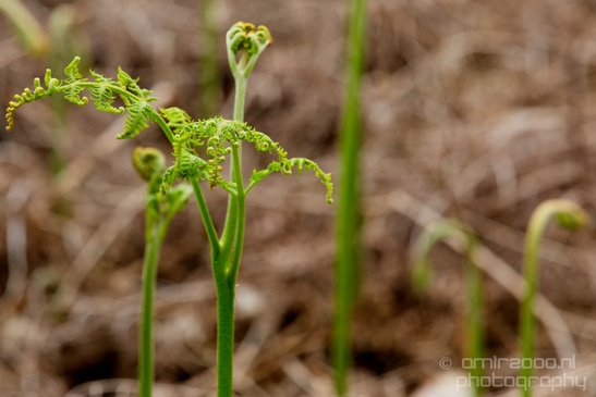 Landscape_Amsterdamse_Waterleidingduinen_nature_Amsterdam_Netherlands_Photography_077_Canon_EOS_5D_Mark_IV.JPG
