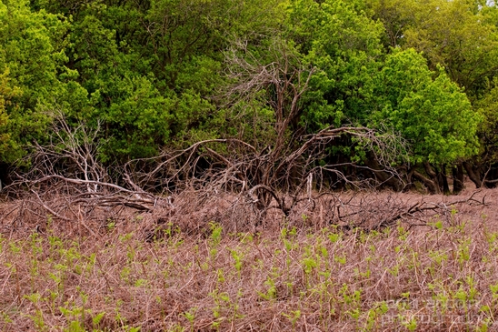 Landscape_Amsterdamse_Waterleidingduinen_nature_Amsterdam_Netherlands_Photography_079_Canon_EOS_5D_Mark_IV.JPG