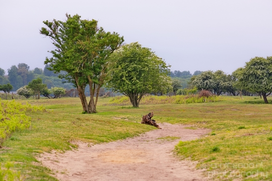 Landscape_Amsterdamse_Waterleidingduinen_nature_Amsterdam_Netherlands_Photography_080_Canon_EOS_5D_Mark_IV.JPG