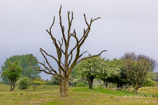 Landscape_Amsterdamse_Waterleidingduinen_nature_Amsterdam_Netherlands_Photography_081_Canon_EOS_5D_Mark_IV.JPG