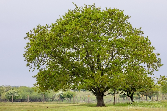 Landscape_Amsterdamse_Waterleidingduinen_nature_Amsterdam_Netherlands_Photography_082_Canon_EOS_5D_Mark_IV.JPG