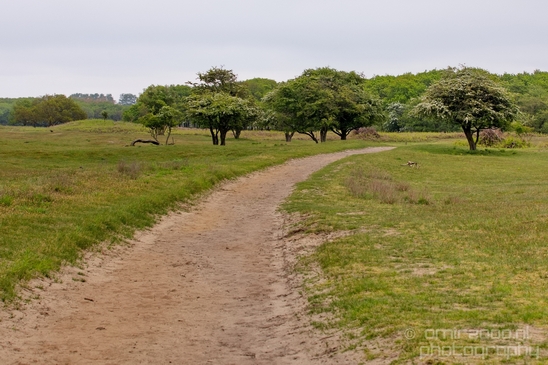 Landscape_Amsterdamse_Waterleidingduinen_nature_Amsterdam_Netherlands_Photography_083_Canon_EOS_5D_Mark_IV.JPG