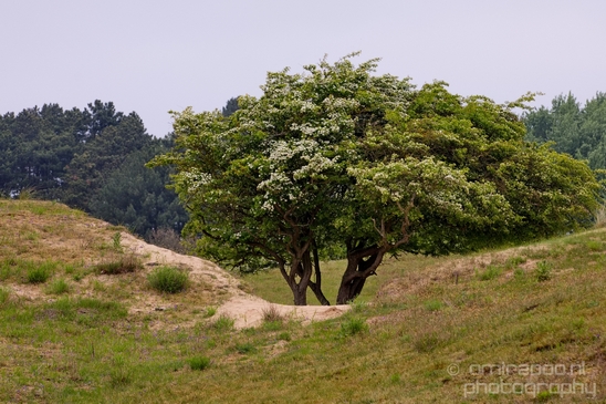 Landscape_Amsterdamse_Waterleidingduinen_nature_Amsterdam_Netherlands_Photography_084_Canon_EOS_5D_Mark_IV.JPG