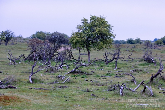 Landscape_Amsterdamse_Waterleidingduinen_nature_Amsterdam_Netherlands_Photography_086_Canon_EOS_5D_Mark_IV.JPG