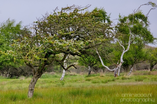Landscape_Amsterdamse_Waterleidingduinen_nature_Amsterdam_Netherlands_Photography_089_Canon_EOS_5D_Mark_IV.JPG